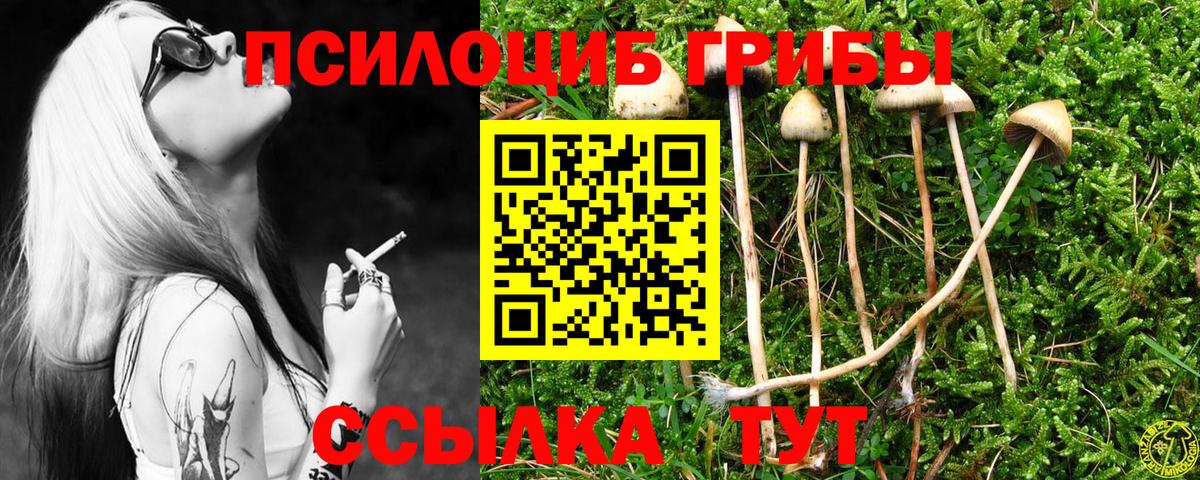 Великий Устюг  Псилоцибиновые грибы Psilocybe  Вход с VPN 